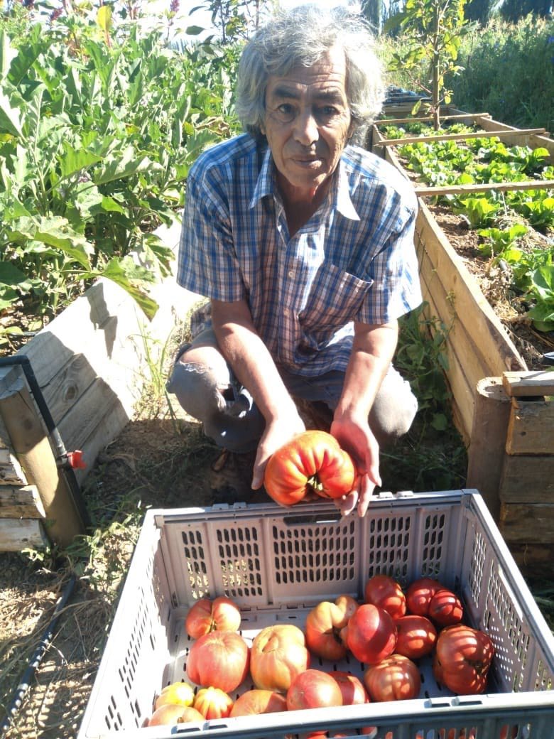 Productor agroecológico de Malloa ganó El Festival del Tomate Panquehue 2026