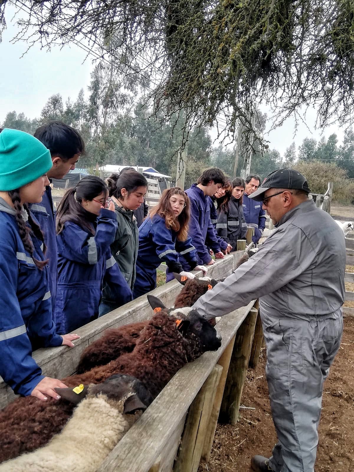 De la sala al campo: Estudiantes de Veterinaria conocen la realidad de la agricultura familiar en Lolol y Pumanque