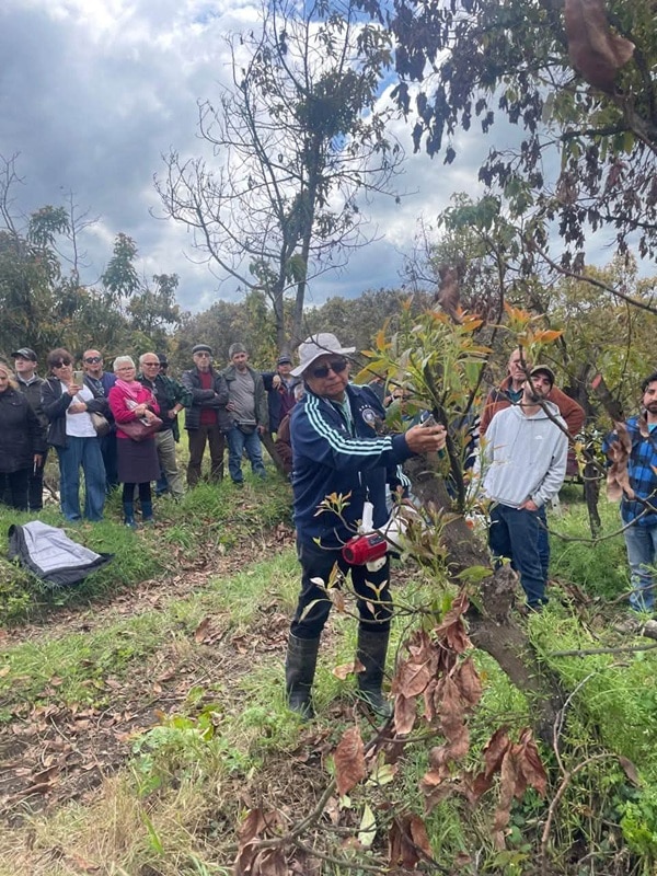 Productores de paltos de O’Higgins recibieron capacitación especializada para enfrentar daños provocados por las heladas